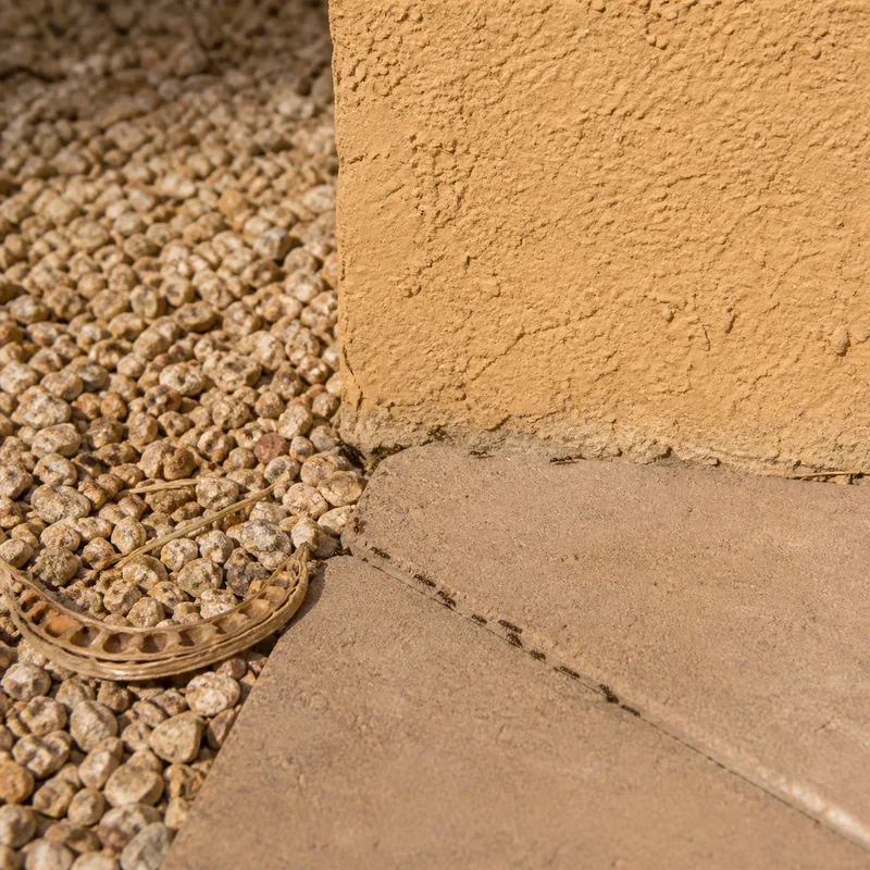 Ants moving along a paver seam where an Arizona stucco wall meets gravel landscaping